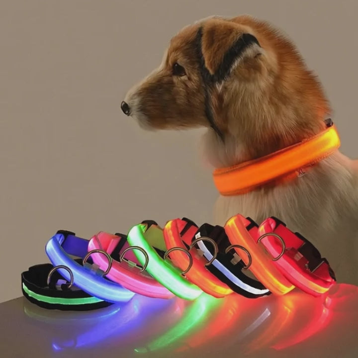 Light Up Their Walks – Glow-in-the-Dark Adjustable Dog Collar